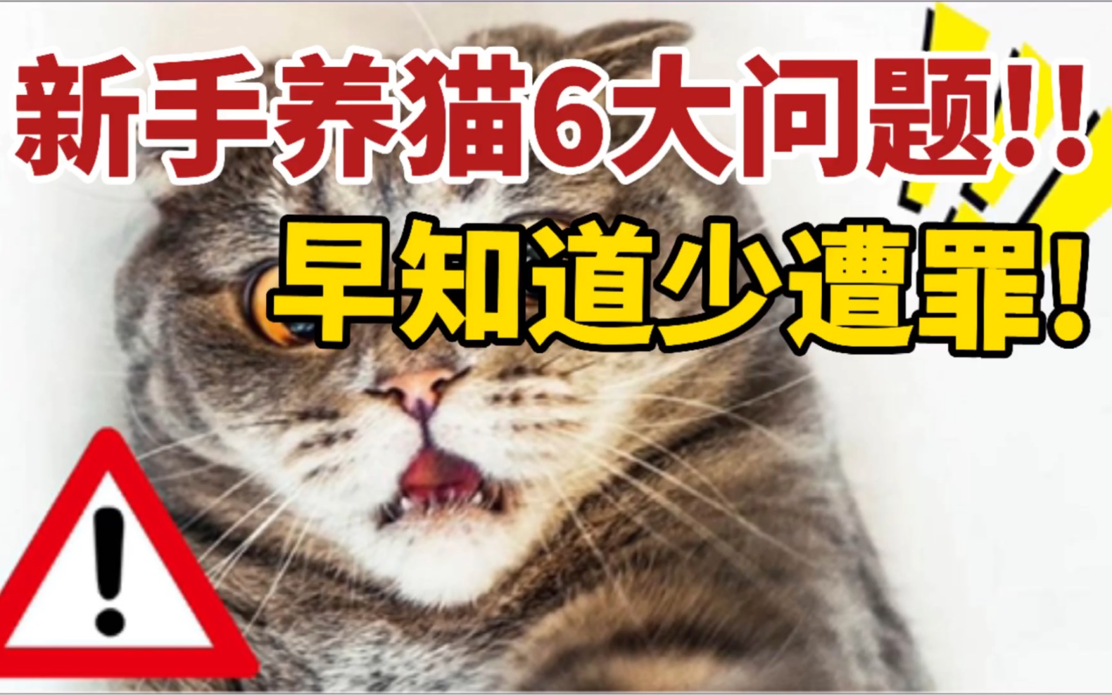 [图]?新手养猫6大问题❗️早知道少遭罪❗