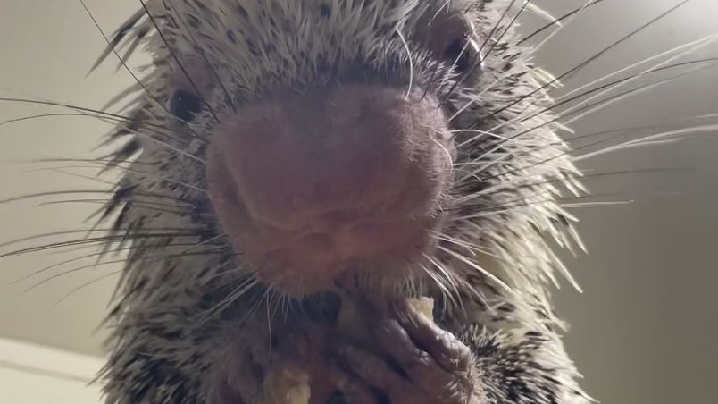 又猛，又萌的豪猪