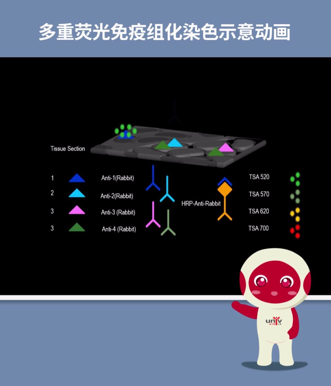 多重荧光免疫组化哔哩哔哩bilibili