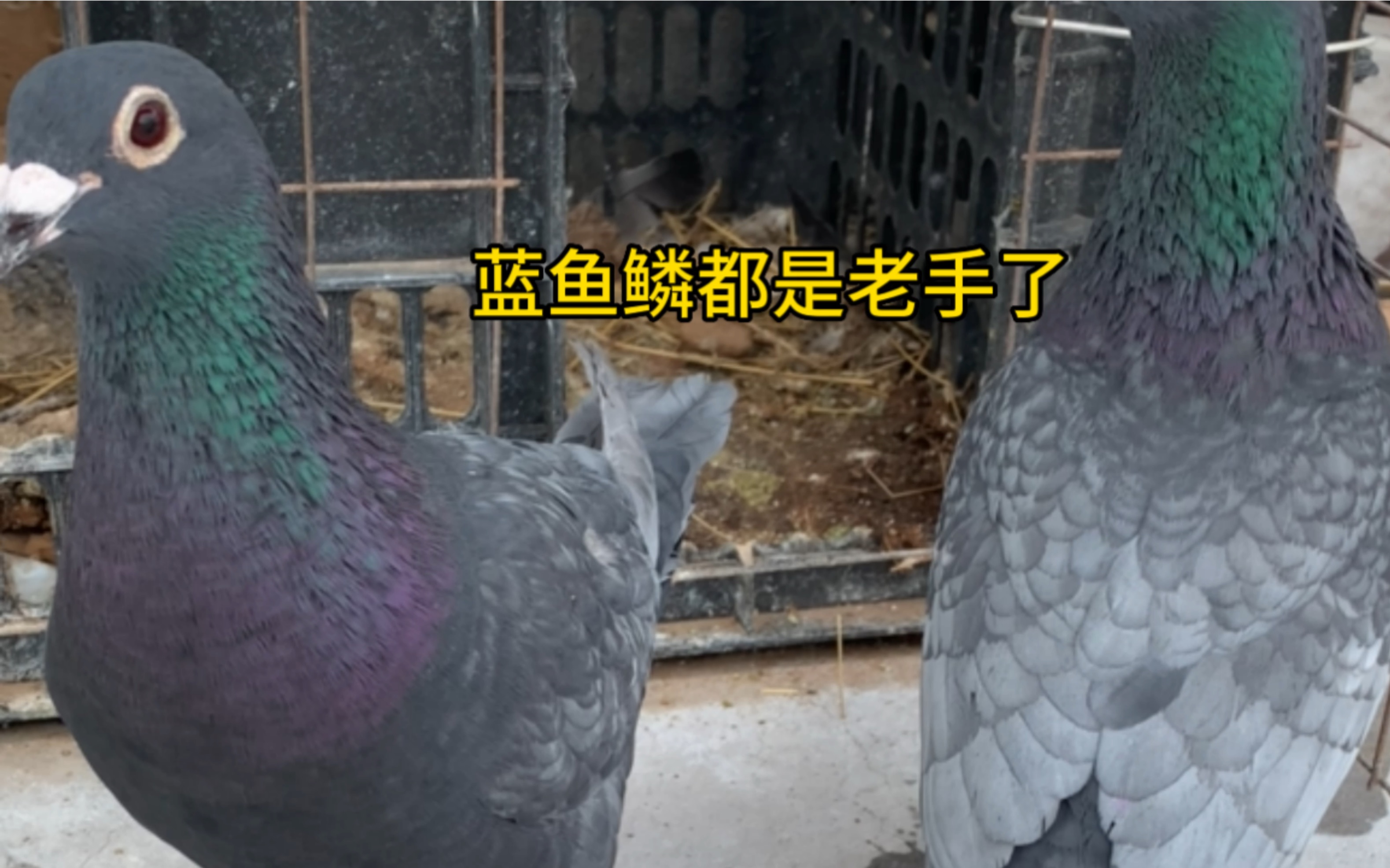 这蓝鱼鳞鸽子确实漂亮,爱了爱了哔哩哔哩bilibili