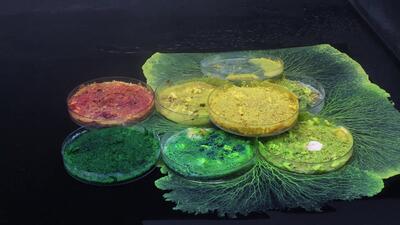 【黏菌】多头绒泡菌越狱 小之微制作