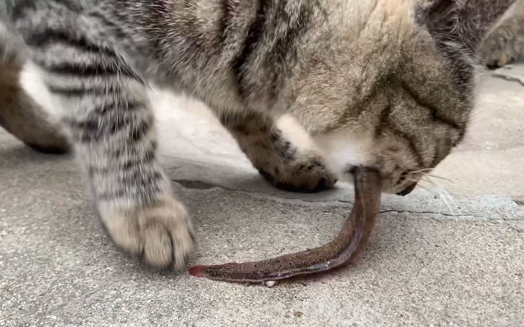 狸花猫:这鱼味道不错,就是有点粘牙!