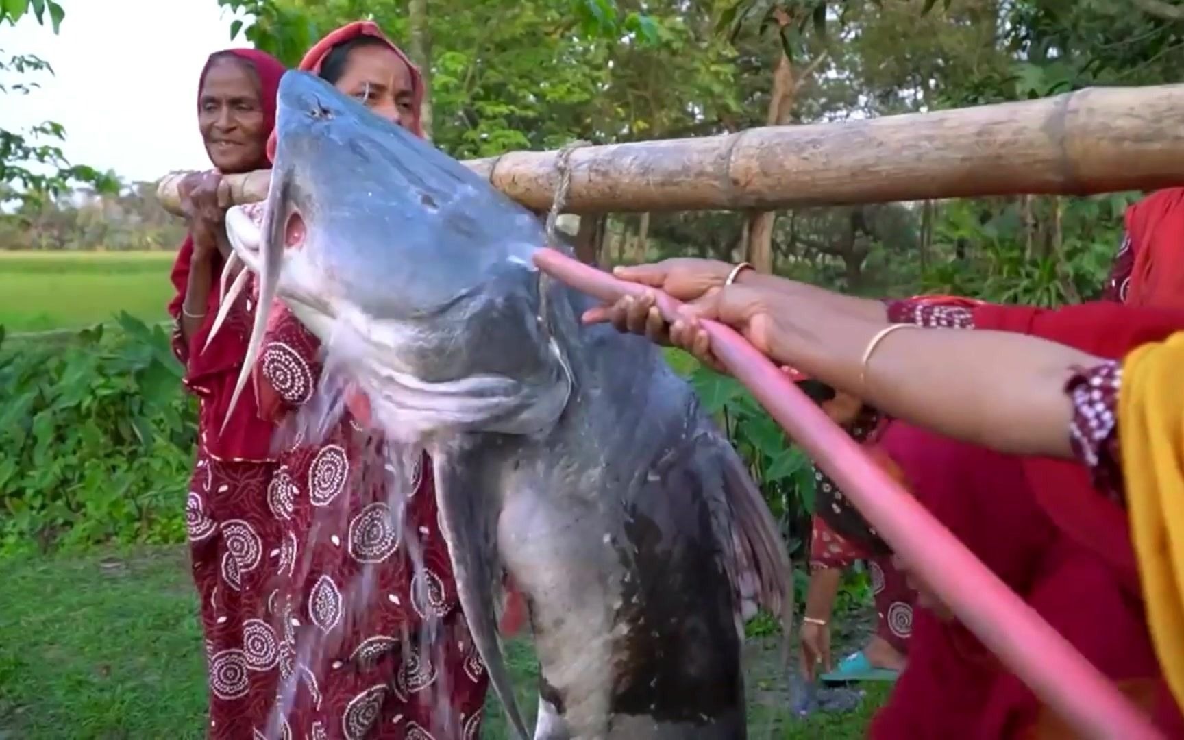 印度恒河"鲶鱼怪",落入大妈手中,被做成了一锅喷香的炖鲶鱼.