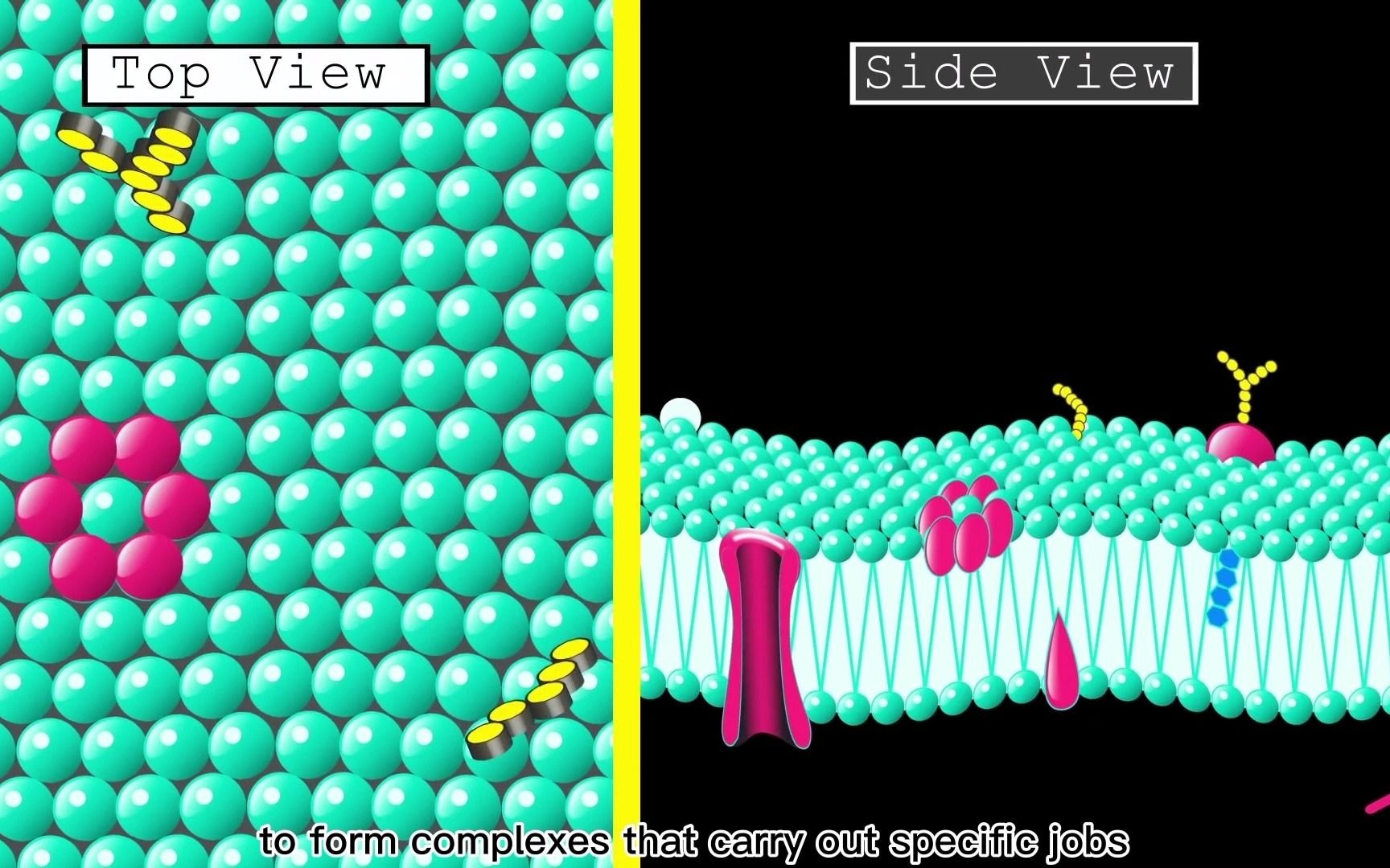 [英文字幕] Core 02 Cell membrane and cellular transport 细胞膜和跨膜运输哔哩哔哩bilibili