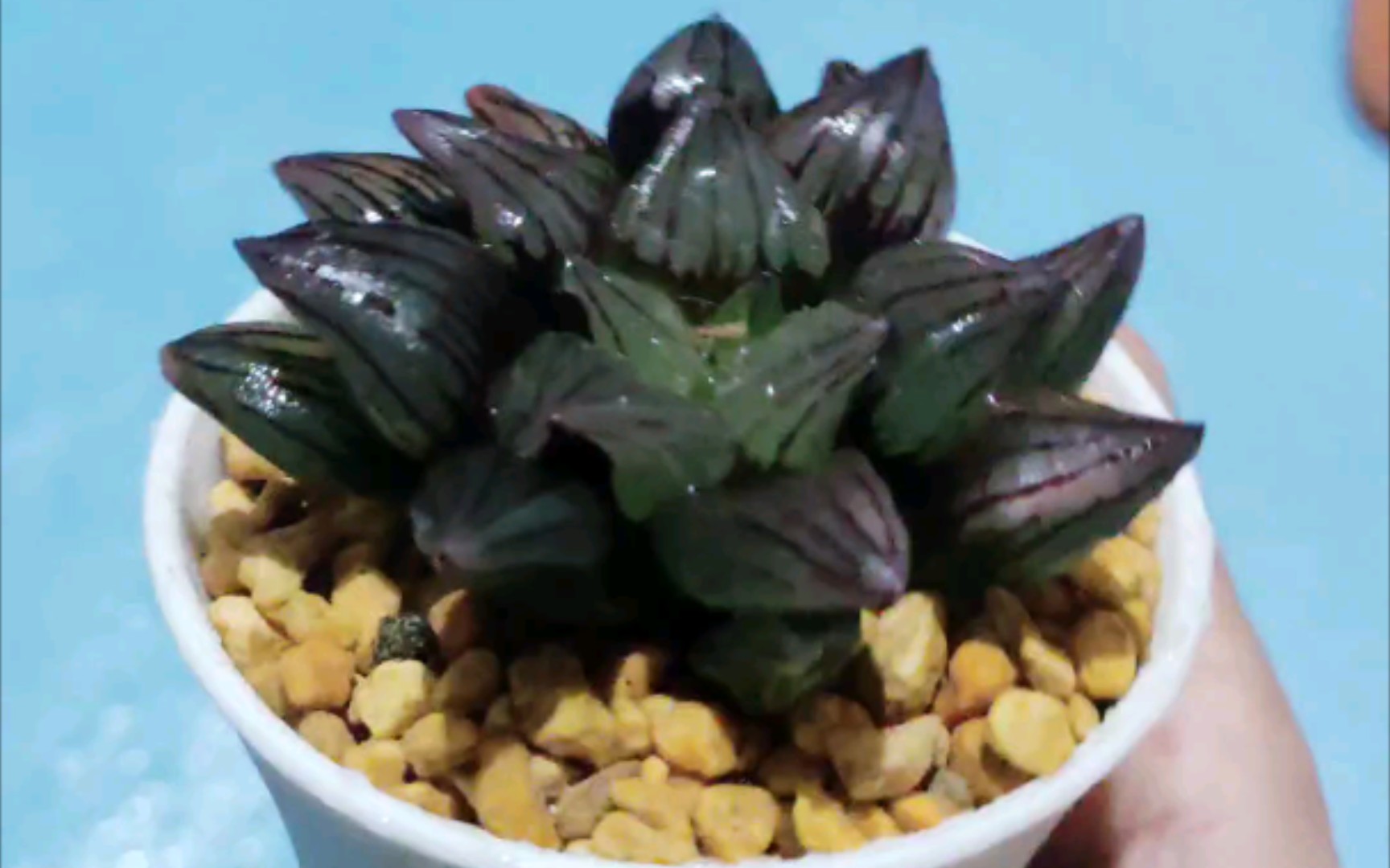 西瓜寿冰城寿开箱