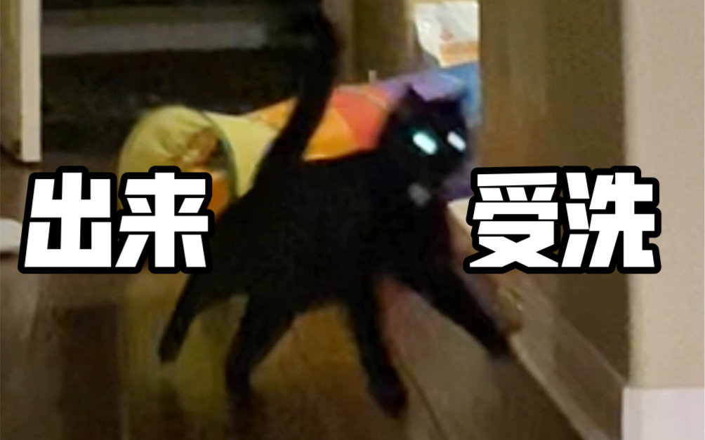 猪咪:昨晚谁吓唬我,出来受洗吧!哔哩哔哩bilibili