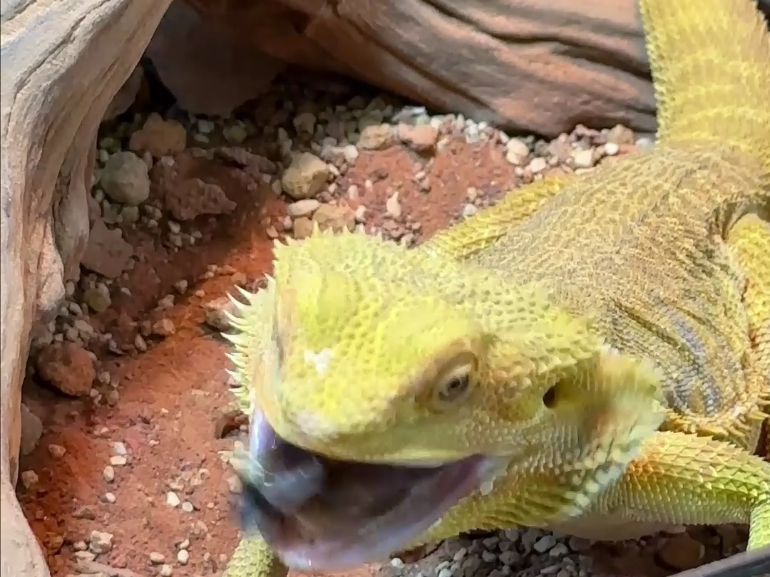 今天是喂食日 ,好久没拍它们吃饭了#爬宠 #鬃狮蜥 #壹柒萌宠物馆 #异