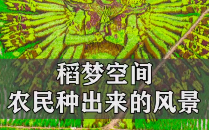 1550亩大地当画板、9种水稻作颜料,种出世间独一无二的彩色稻田画!哔哩哔哩bilibili