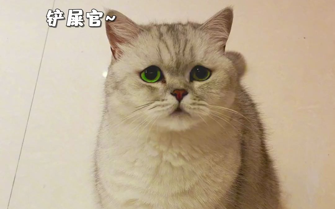 猫与猫之间的差距咋就这么大?哔哩哔哩bilibili