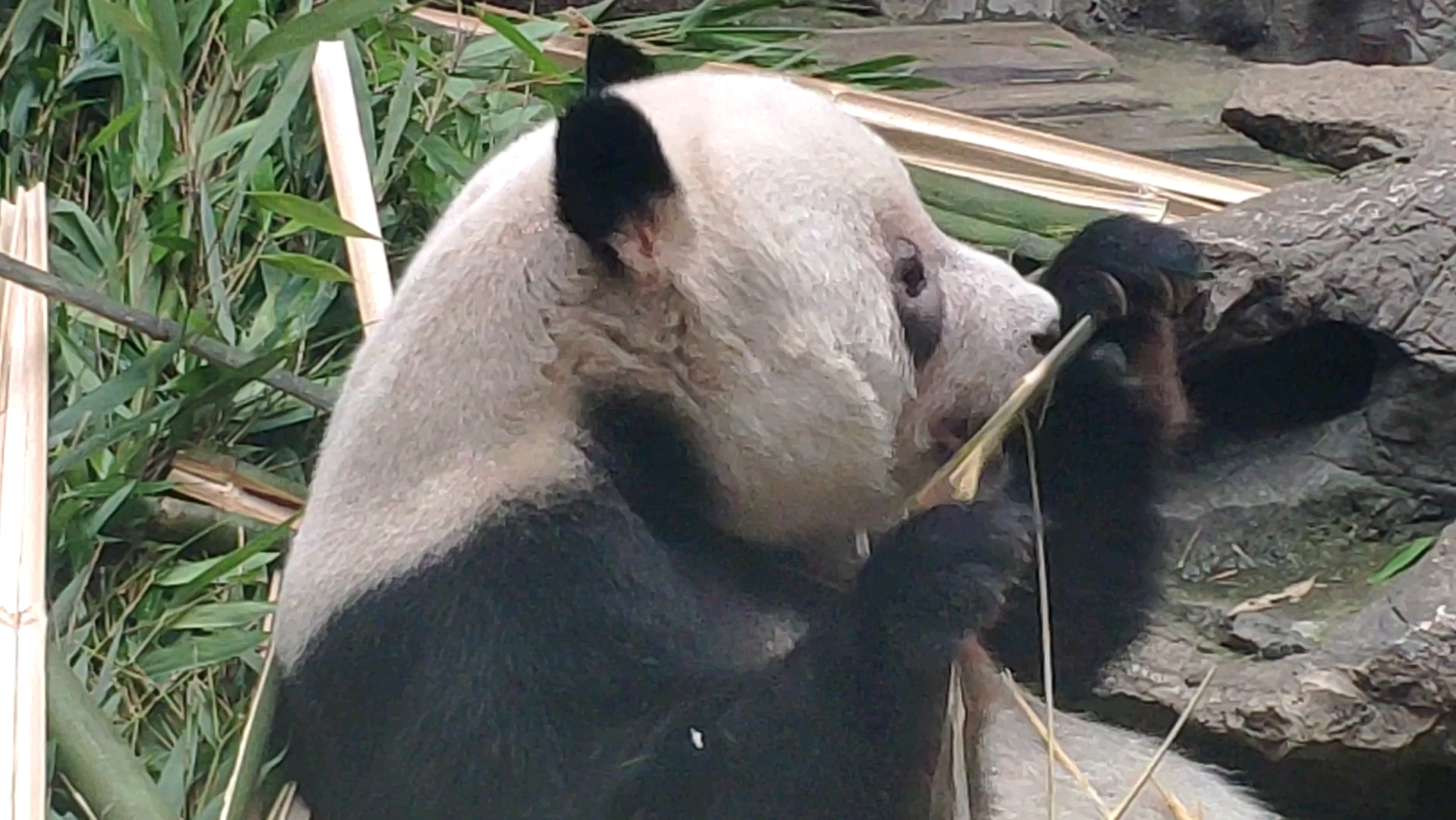 认真专注吃竹竿的萌二 【大熊猫萌二】20230712