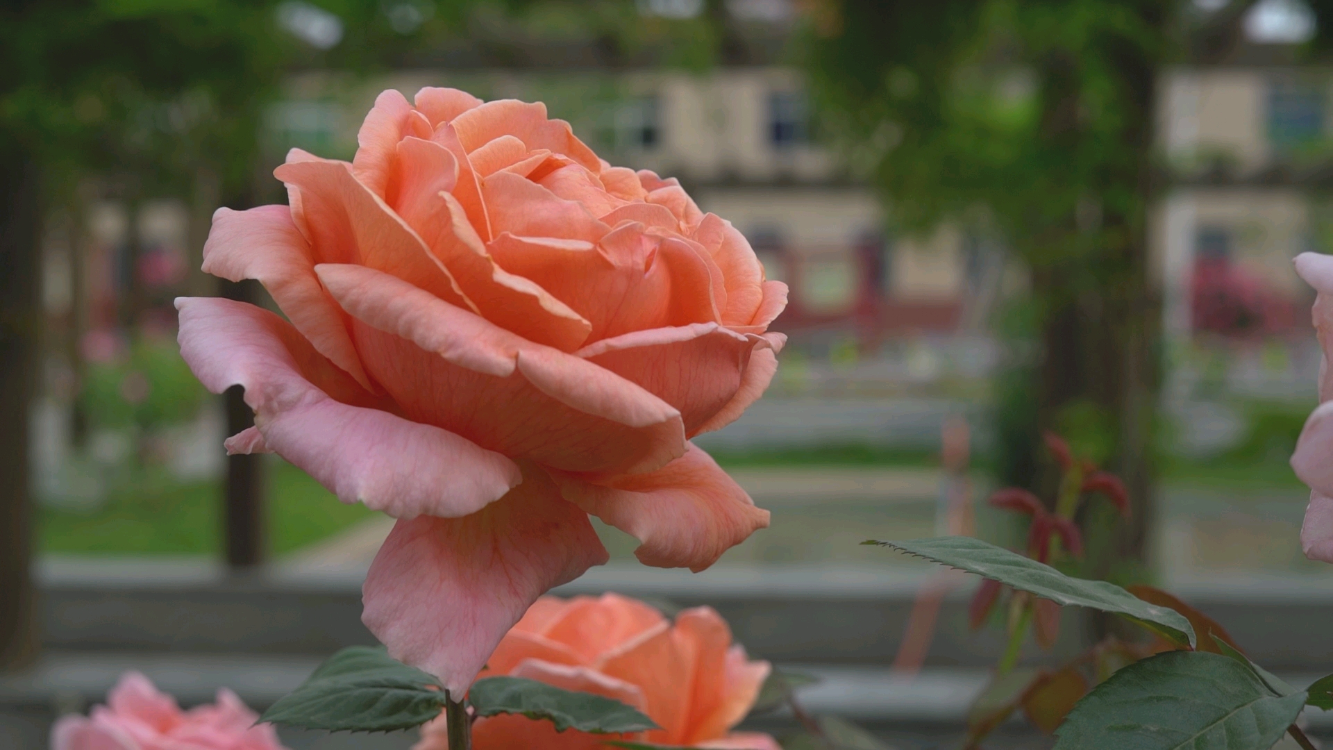 活动  #最美风景最 花开花落又一季,雨前雨后不相识