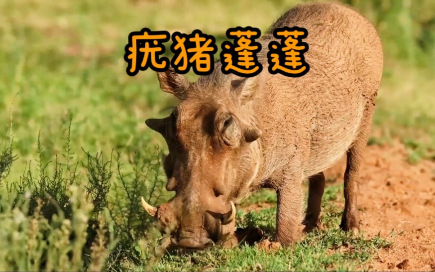 可爱而不失优雅的疣猪小蓬蓬