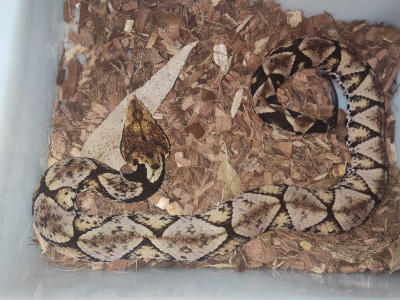 帮助一条五步蛇褪皮