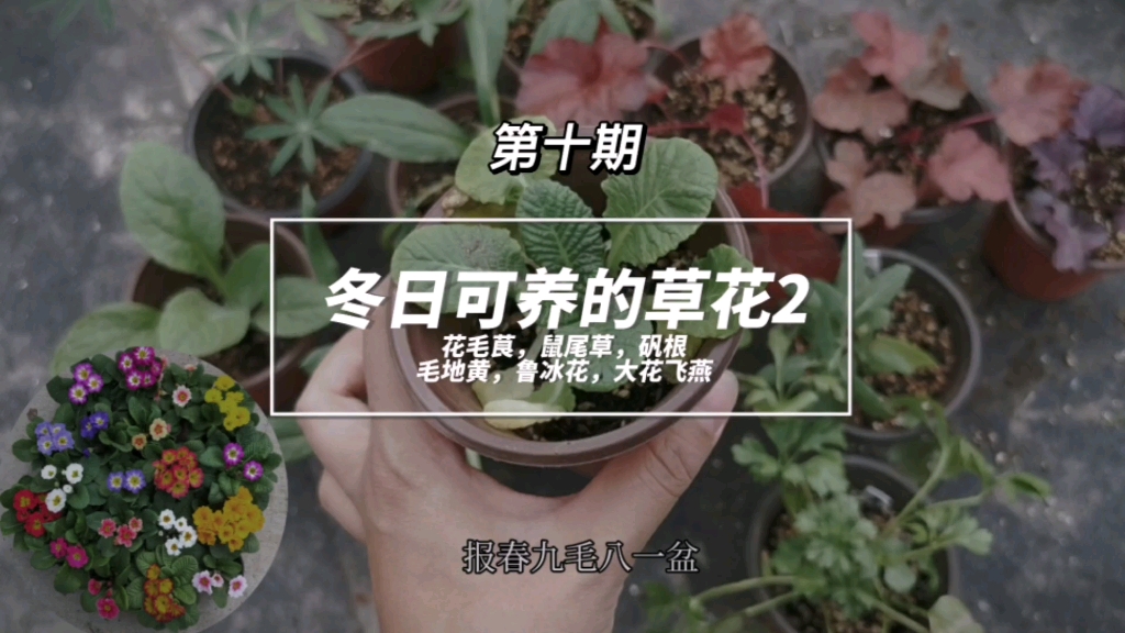 耐寒耐冻的冬日小草花推荐哔哩哔哩bilibili