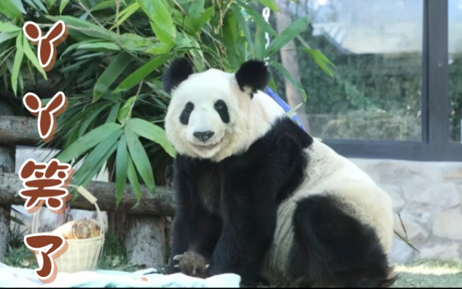 [图]【大熊猫丫丫】西直门长公主丫丫隆重出场，终于有国宝熊猫的样子了，眼里有光，脸上有笑…