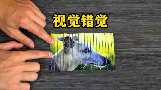 不可思议的视觉错觉，将狗狗照片切碎重组，有趣的现象发生了