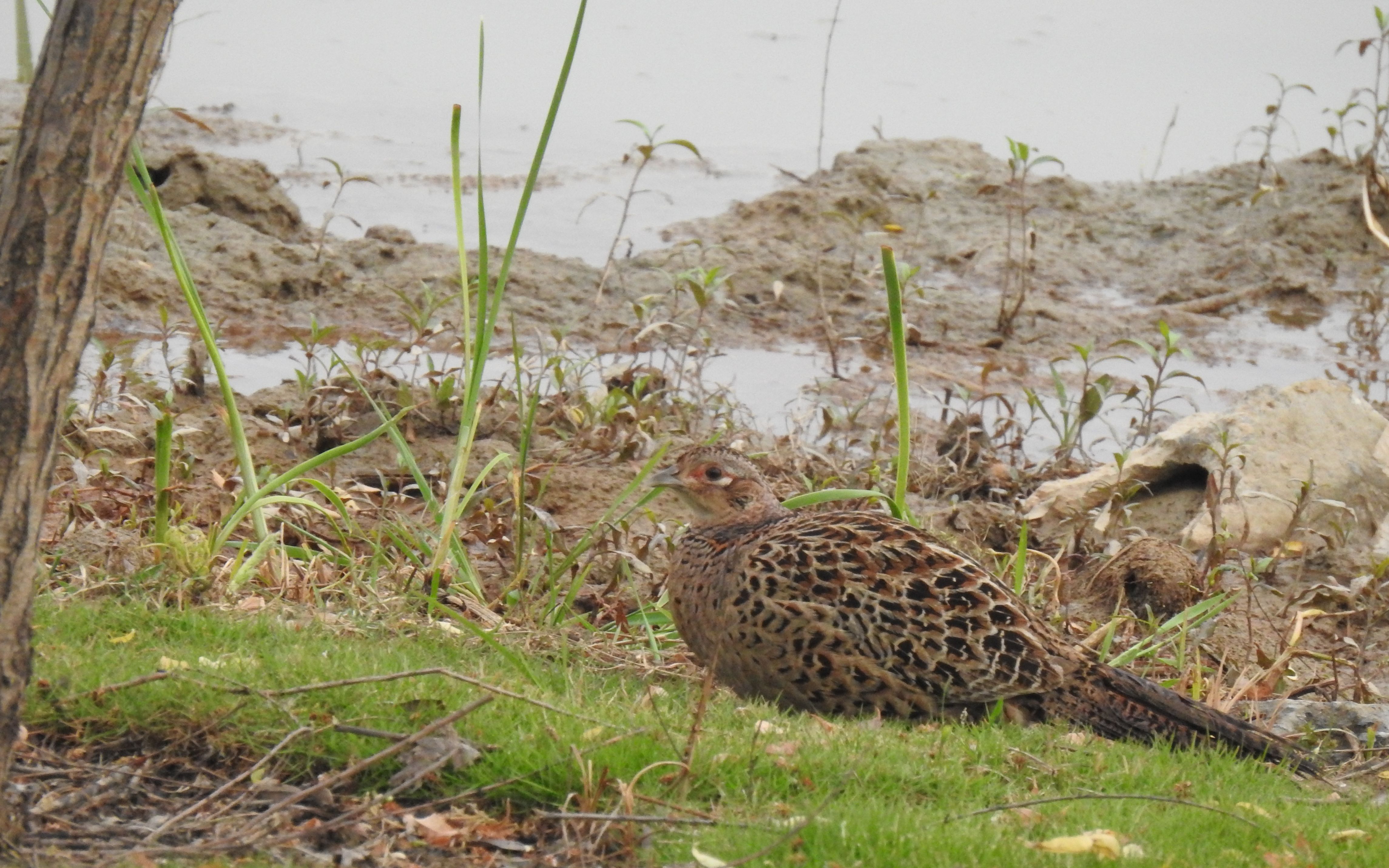 觅食的雉鸡雌鸟