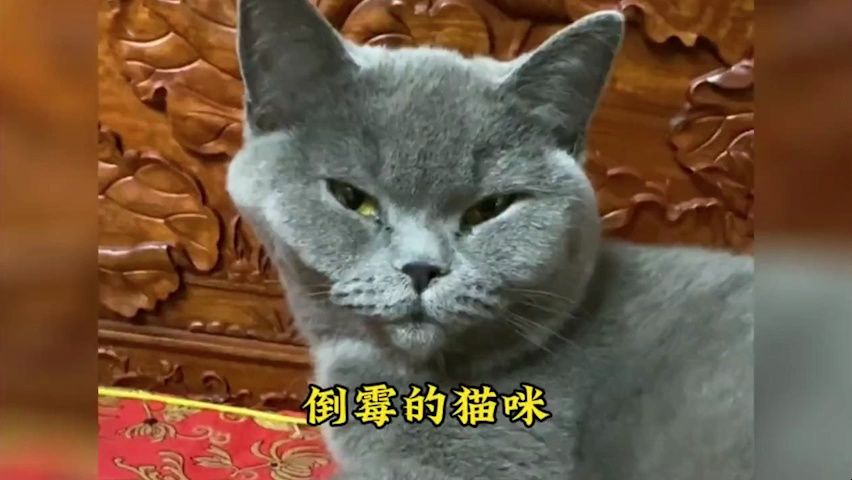 笨蛋小猫的搞笑日常,家有傻猫欢乐多