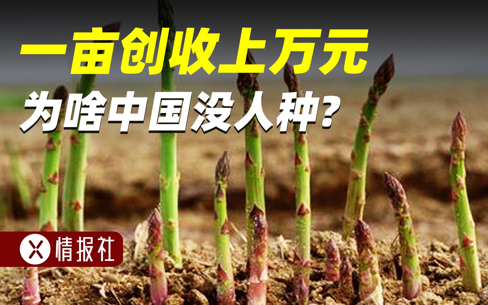 芦笋亩产创收1万元,种一次能收15年,为啥农民不爱种?哔哩哔哩bilibili