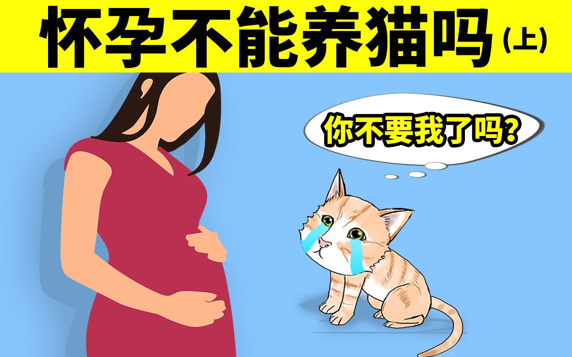 怀孕不能养猫吗?(上)弓形虫篇哔哩哔哩bilibili