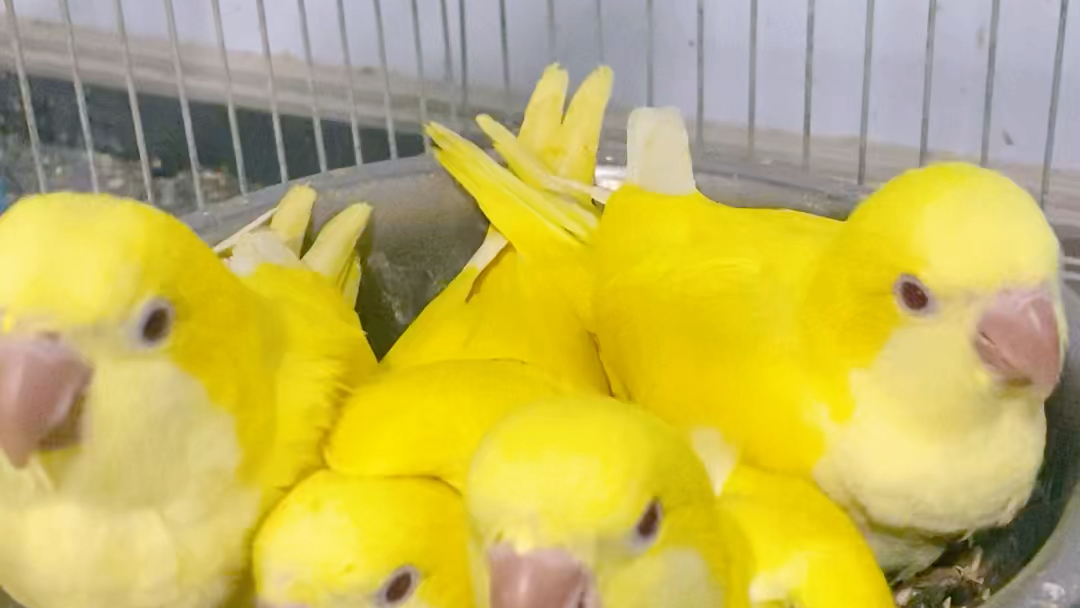 黄和尚一盆多肉手养鹦鹉