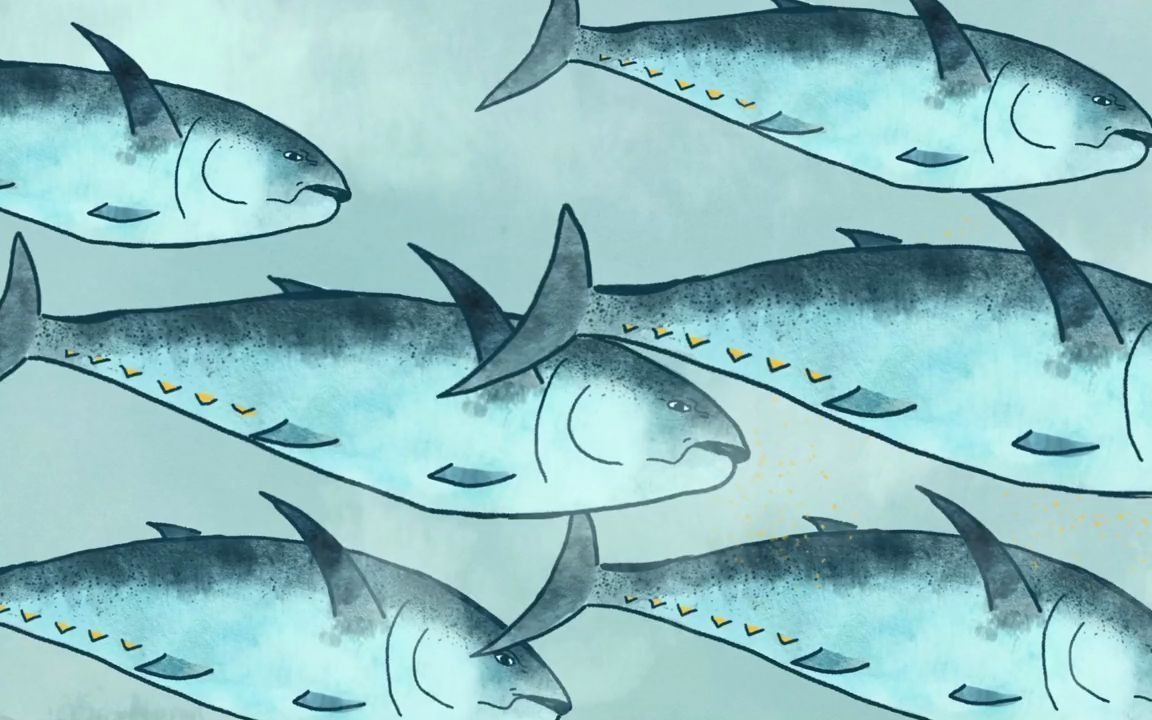 [图]【Ted-ED双语】Meet the bluefin tuna, the toughest fish in the sea