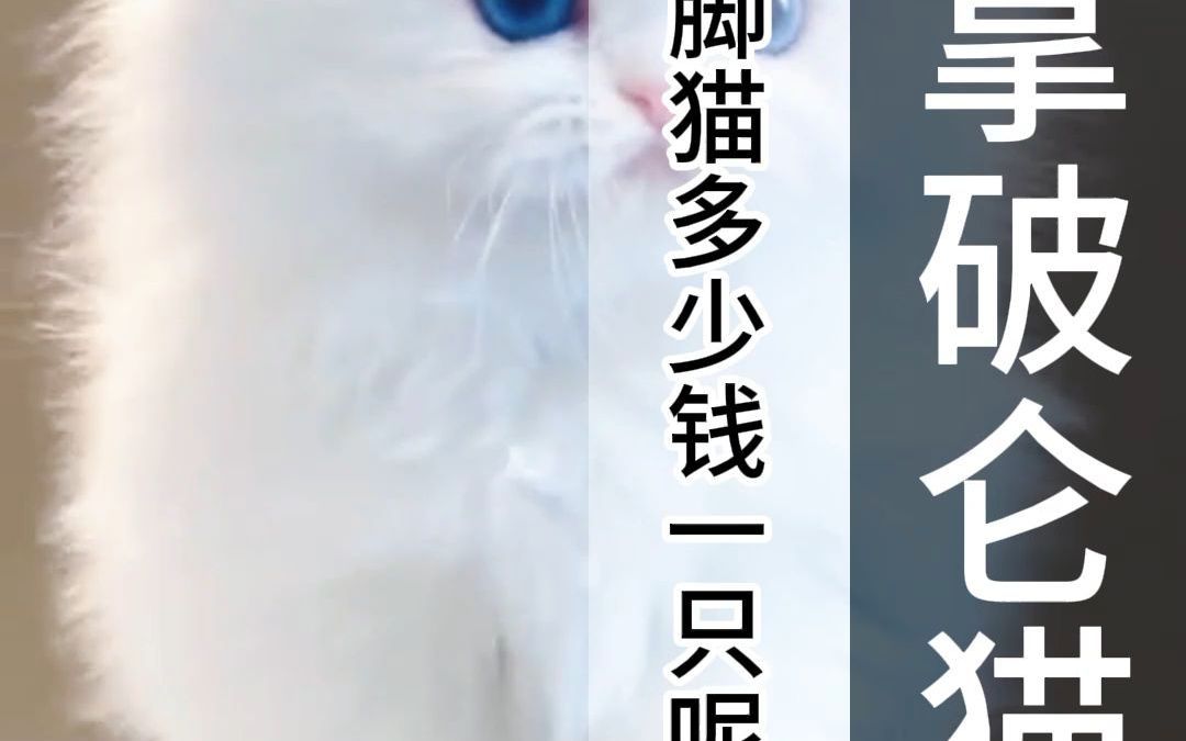 矮脚猫多少钱一只呢?哔哩哔哩bilibili