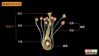 传粉与受精