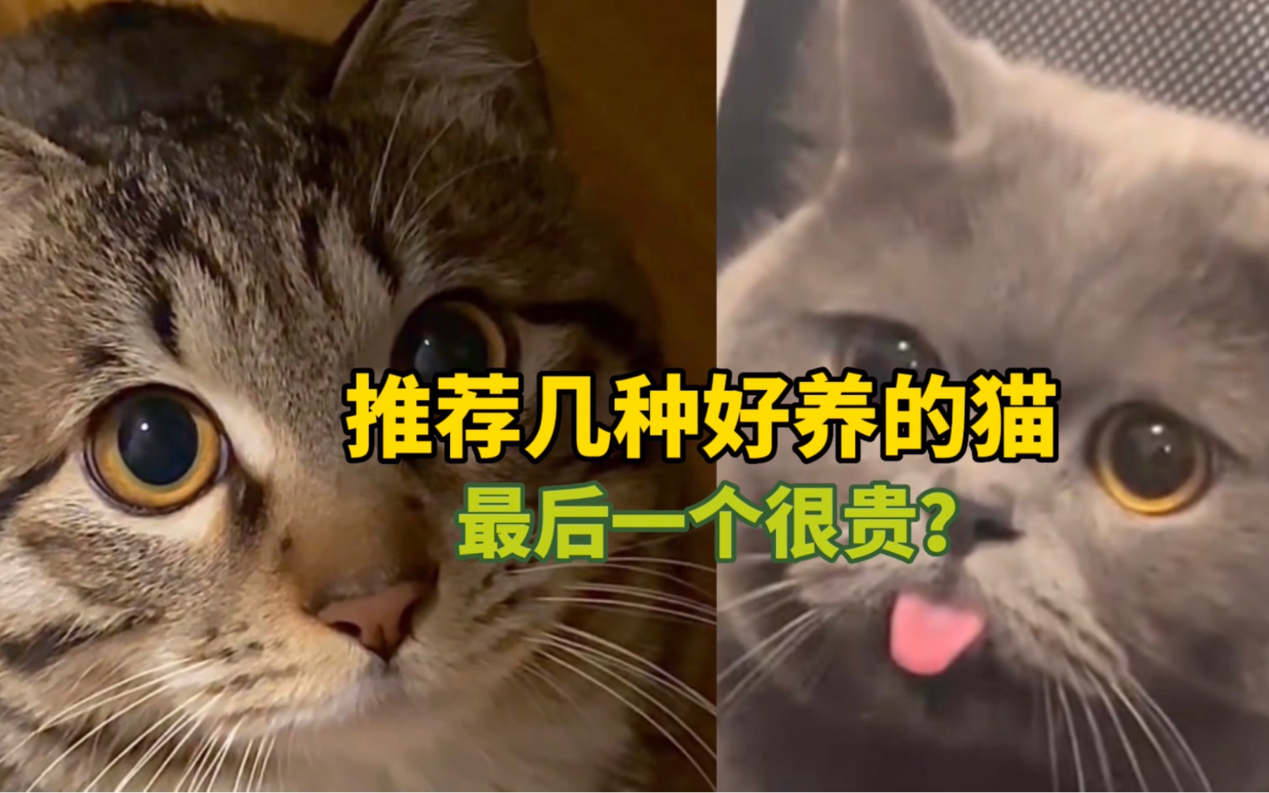 《推荐几种好养的猫咪》最后一个很贵?哔哩哔哩bilibili