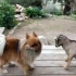 【可爱动物】最有趣和最可爱的小山羊视频合辑！
