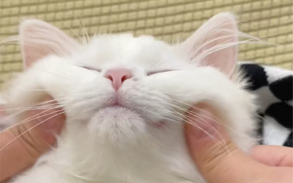 来趁小猫咪睡觉rua脸!