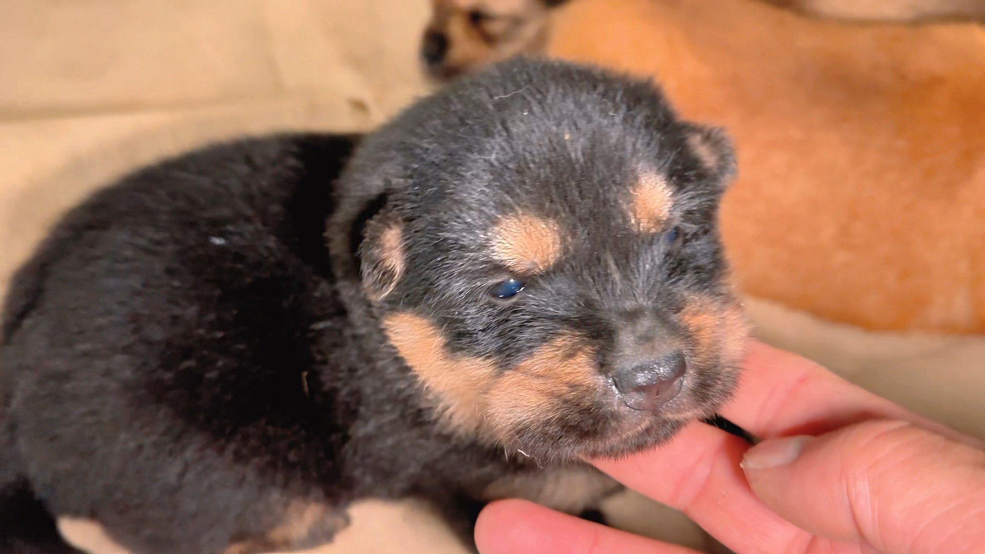 一窝22天大的小奶狗,其中有一只是土松铁包金,嘴短头版大,一身松毛!