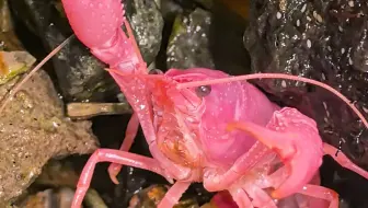 这应该不算虐待吧？