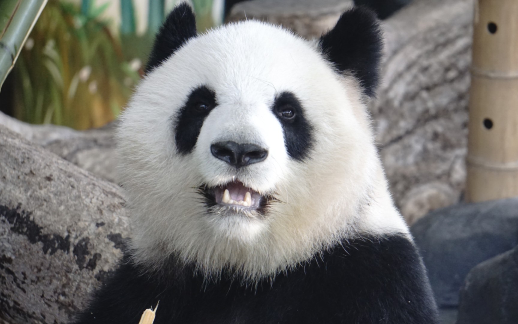 【大熊猫大美】看甜甜的美美咔擦咔擦吃竹竿,还要展示一下自己的大脸