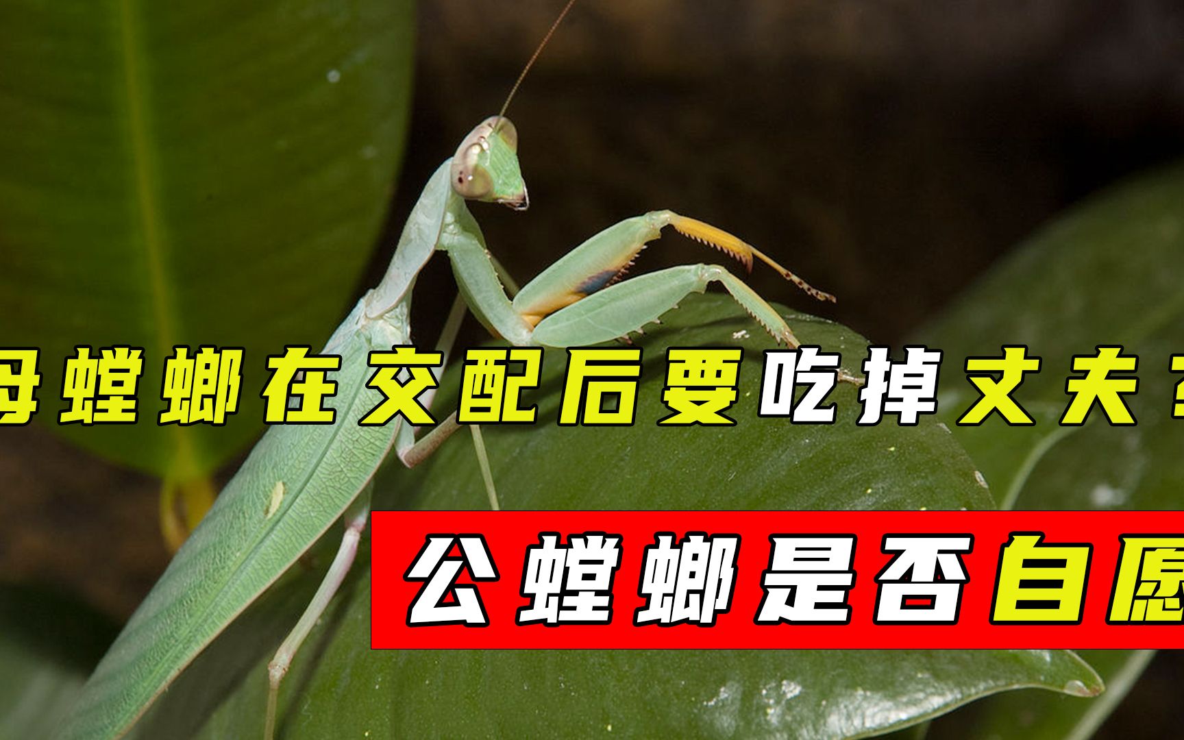 螳螂交配后,母螳螂为何会吃掉"丈夫",公螳螂是否自愿