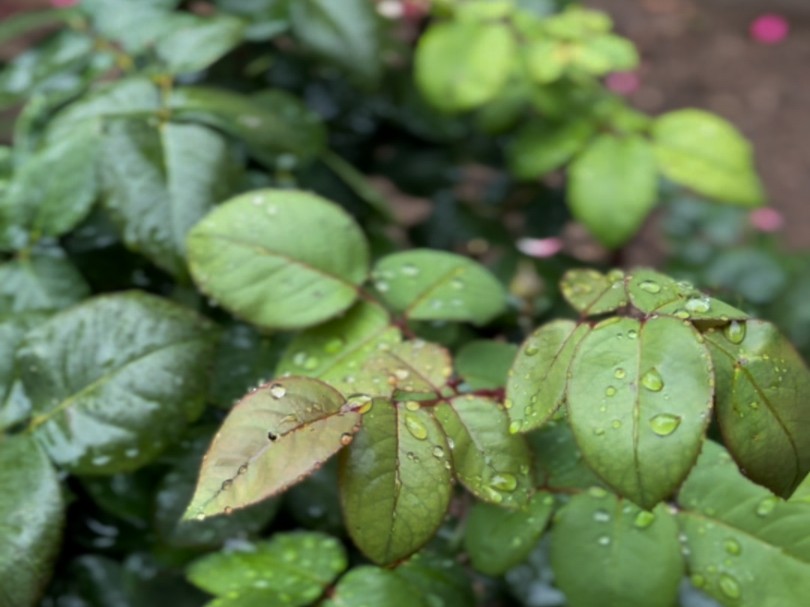 生命的本质是一场历程,雨天也是.哔哩哔哩bilibili