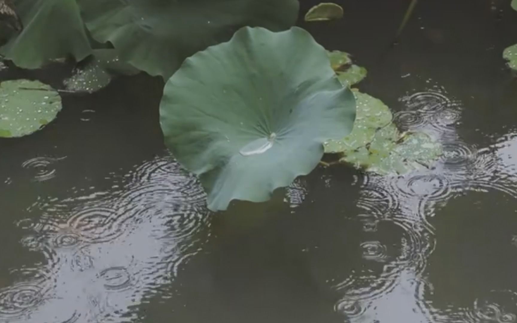 [图]MV--沈园情梦--（笛子独奏）