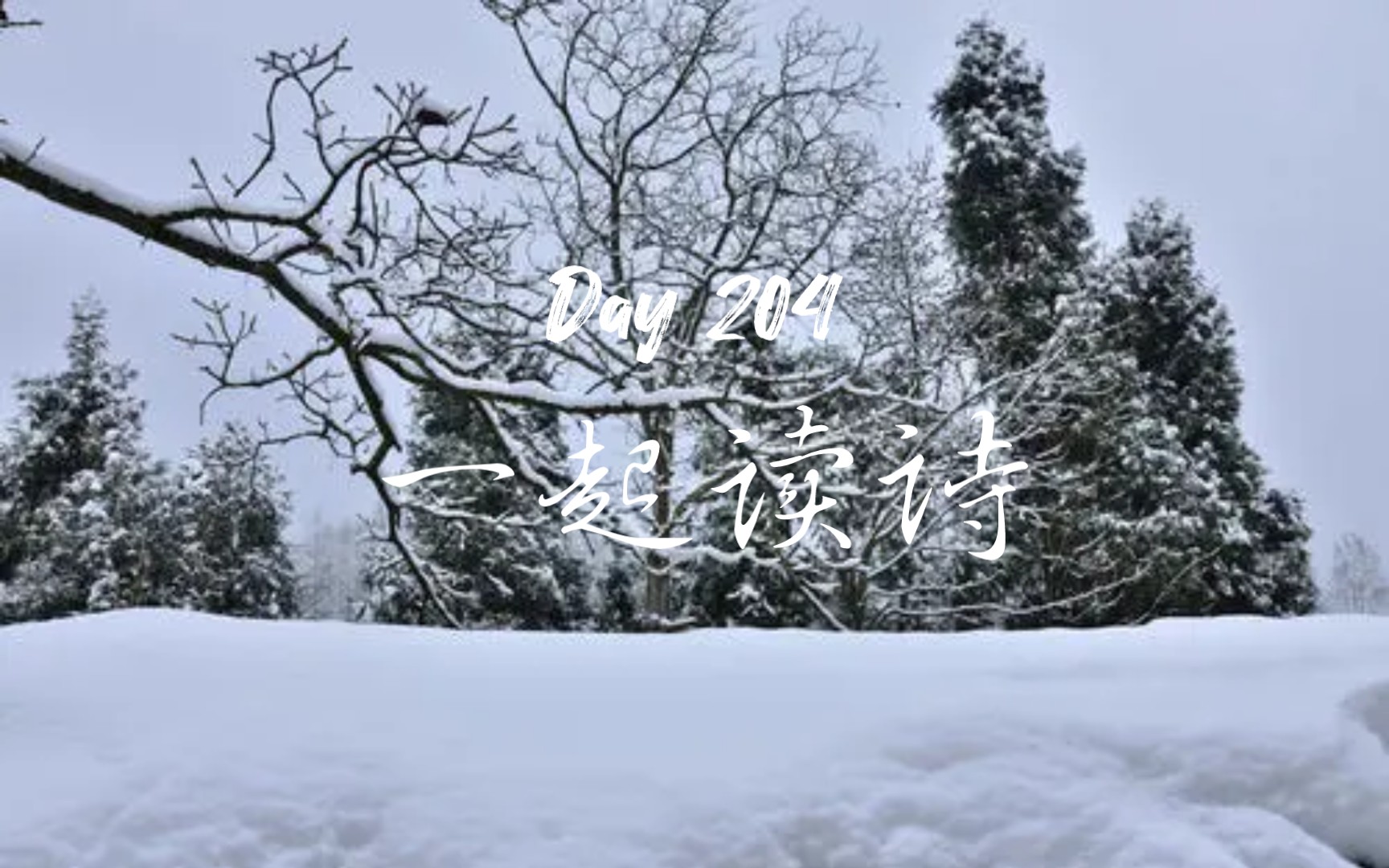 D204一起读古诗:弄夜色,空余满地梨花雪哔哩哔哩bilibili