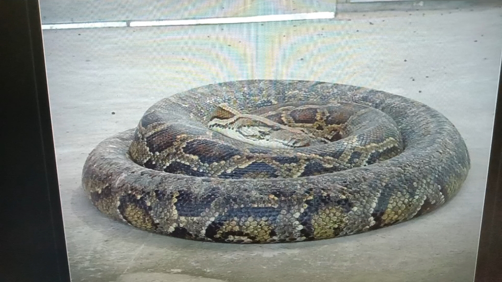 本溪动物园大蛇20110516