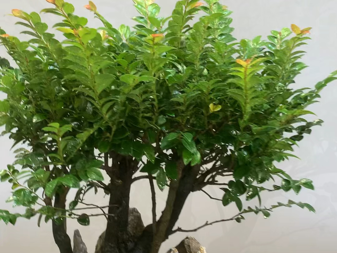 小叶紫檀的叶子精致小巧,泛着迷人的光泽,每一片都像是精心雕琢的绿