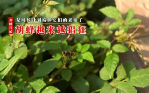 下载视频: 高温+胡蜂，小蜜蜂都快受不了啦，是不是该端胡蜂老窝了