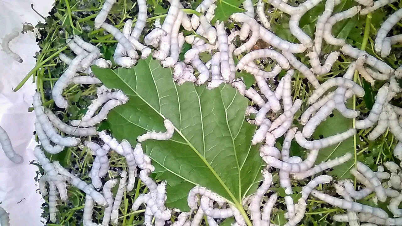 蚕宝宝吃桑叶发出沙沙的声音