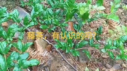 藤茶,有认识的吗?它生长山中野生药用植物哔哩哔哩bilibili