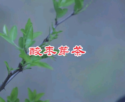 酸枣芽茶哔哩哔哩bilibili