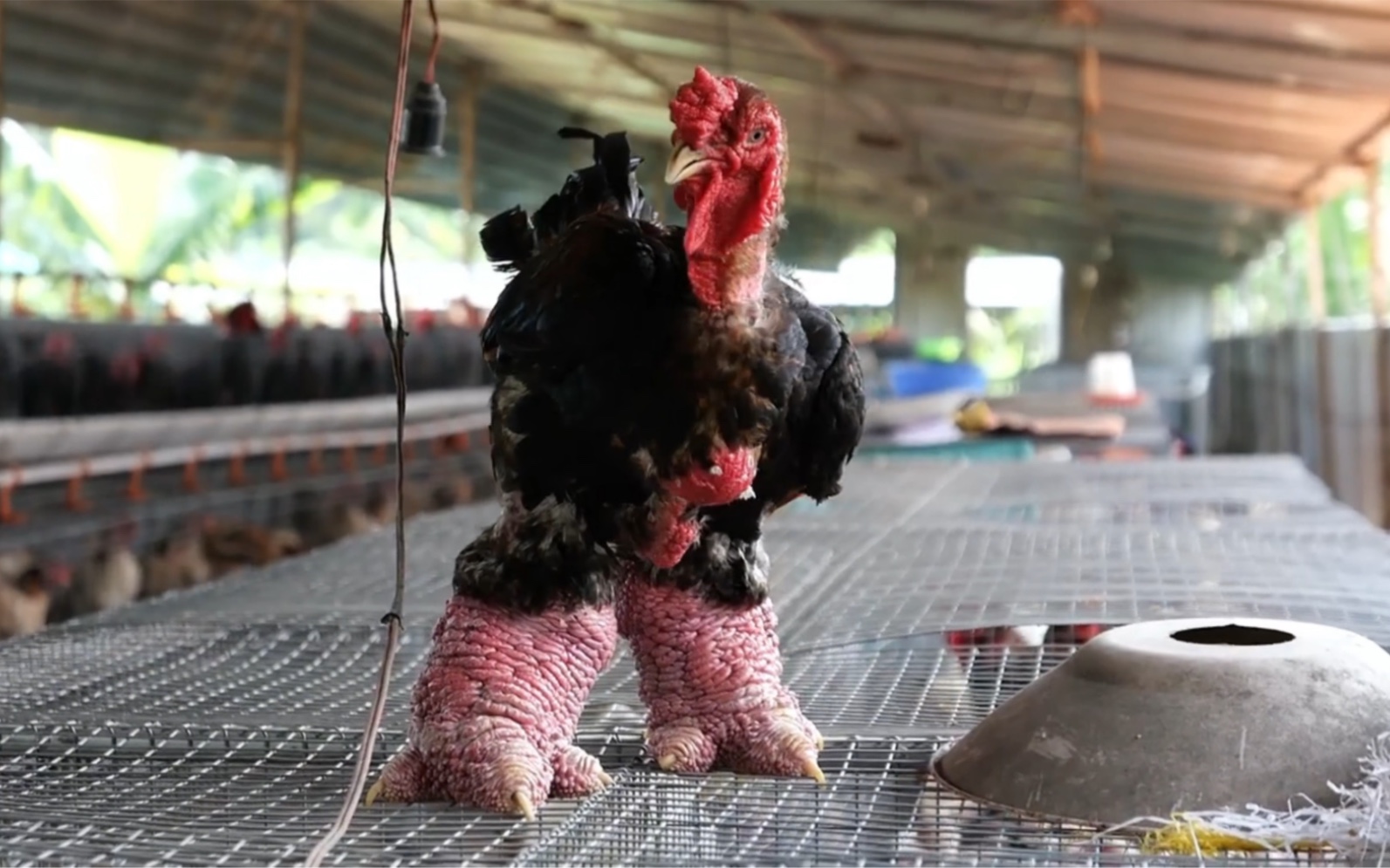 越南名鸡:东涛鸡,一双爪子让人震惊