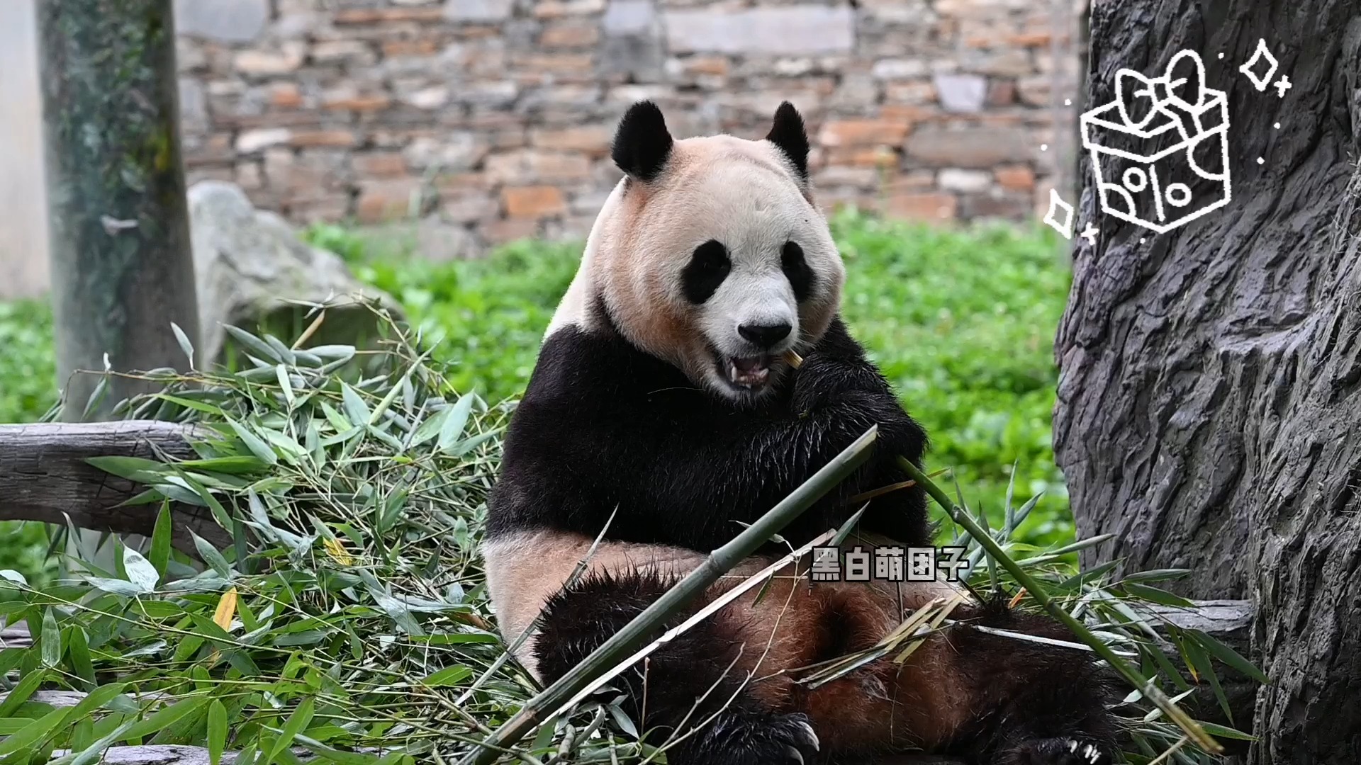 [图]【福宝4岁生日快乐】祝小福熊生顺遂，永远开心无忧！