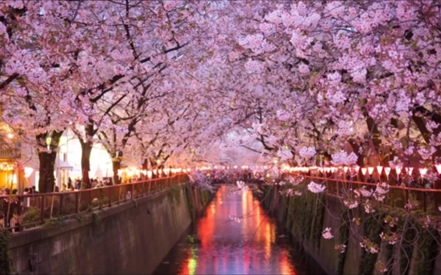 口琴樱花樱花想见你清明樱花祭