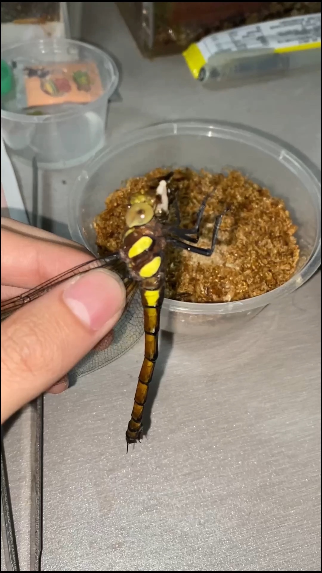 冒个泡[doge]喂食红褐多棘蜓和碧伟蜓_哔哩哔哩_bilibili