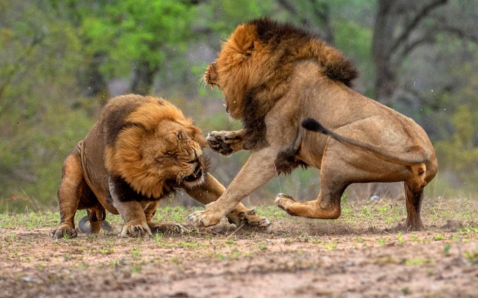 雄狮大战