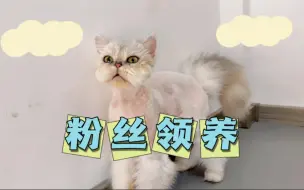 Download Video: 曾经救助的流浪猫，你们会嫌弃他吗？